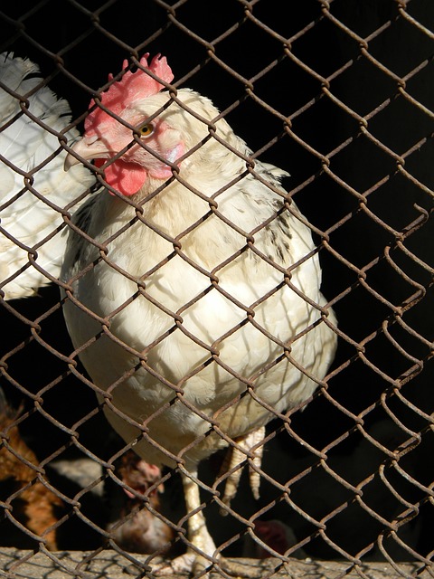 汤普森半场 汤普森半场