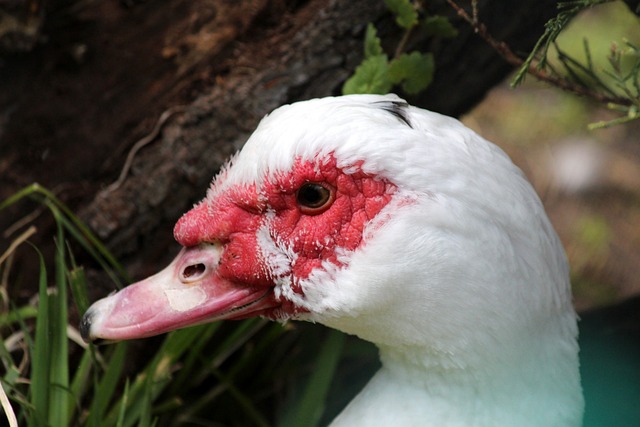 位球处理加 位球处理加